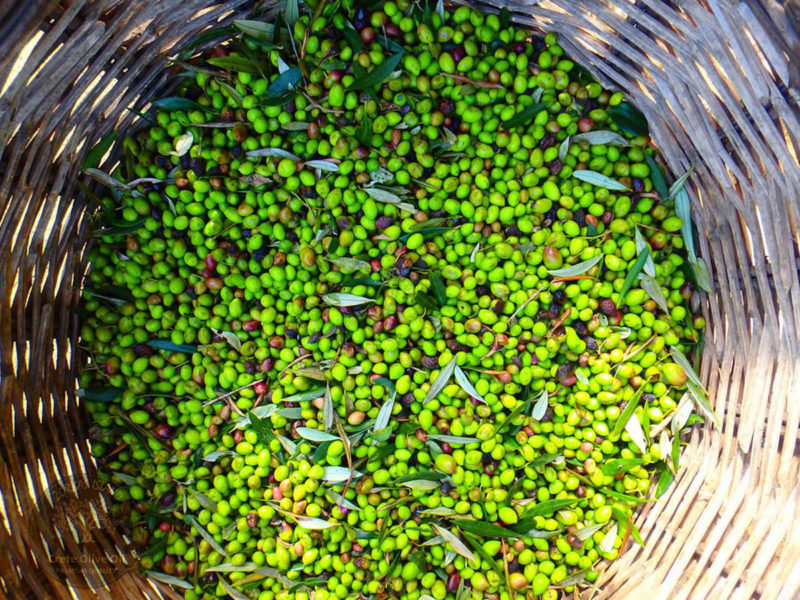 Olive oil from Crete Greece Crete Olive Oil Olive oil from Crete Greece Crete Olive Oil