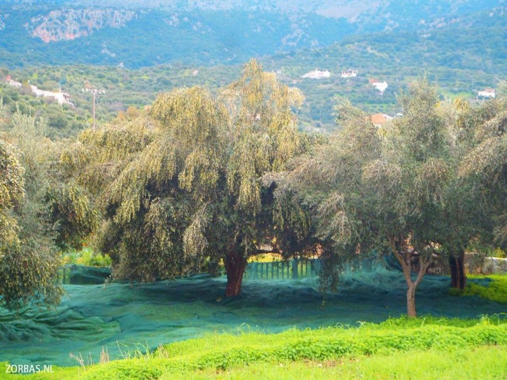olive-grove-crete-olive-oil