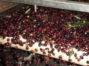 cleaning-the-olives-before-pressing