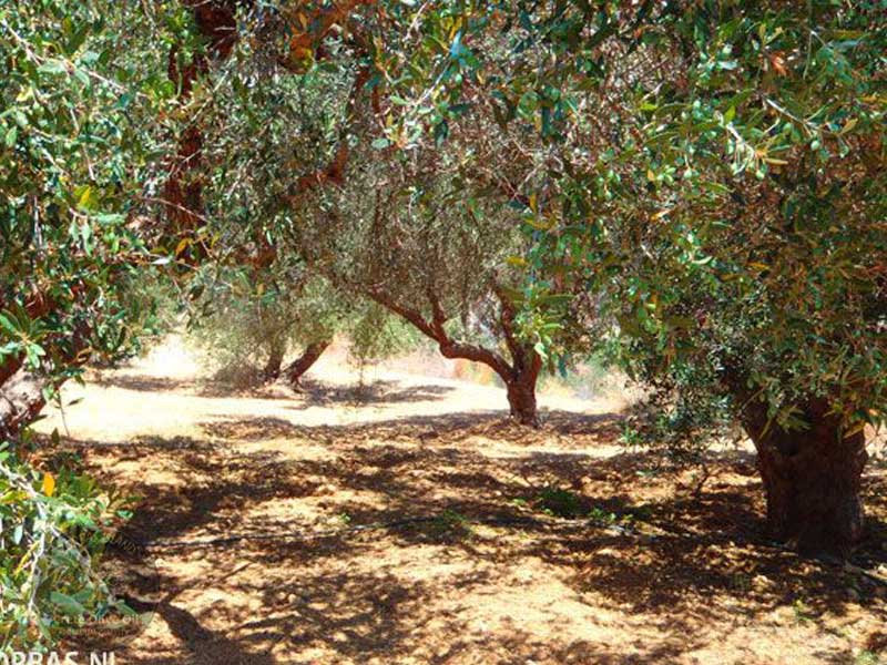 olive-grove-harvest
