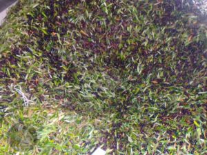 History of olive oil