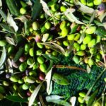 Preparing olive harvest on Crete
