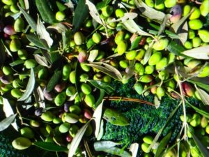 Preparing olive harvest on Crete