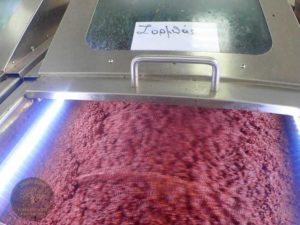Pressing-the-olives-crete