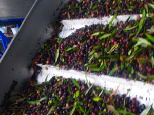 Pressing-the-olives-crete-greece