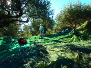 buy crete olive oil