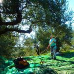 buy crete olive oil online