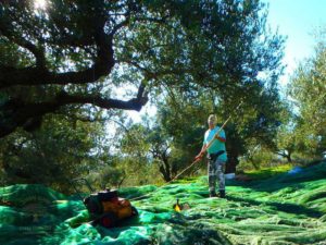 buy crete olive oil online
