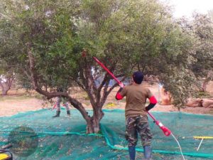 crete oilve oil
