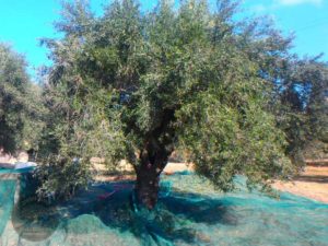 order olive oil from crete