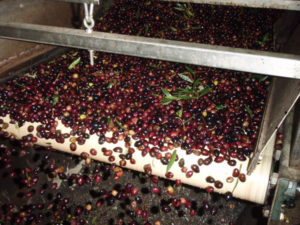premium crete olives