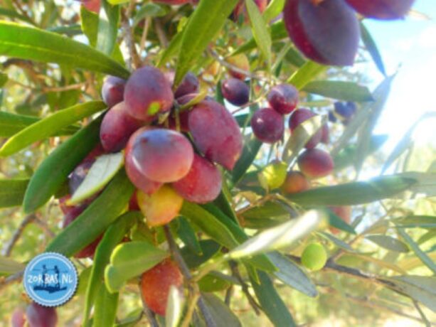 Olive Oil from Crete